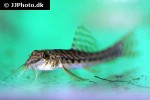 paracanthocobitis botia paracanthocobitis botia