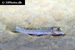 paracanthocobitis mackenziei paracanthocobitis mackenziei