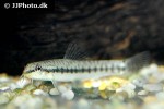 paracanthocobitis nigrolineata paracanthocobitis nigrolineata