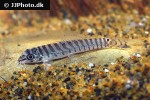 paracanthocobitis rubidipinnis paracanthocobitis rubidipinnis