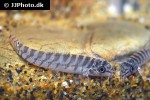 paracanthocobitis rubidipinnis paracanthocobitis rubidipinnis