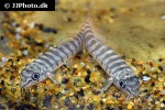 paracanthocobitis rubidipinnis paracanthocobitis rubidipinnis