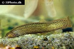 paramisgurnus dabryanus paramisgurnus dabryanus
