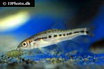 petruichthys brevis petruichthys brevis