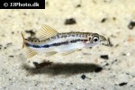 petruichthys brevis petruichthys brevis