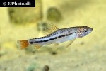 petruichthys brevis petruichthys brevis