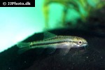 petruichthys brevis petruichthys brevis