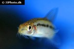 petruichthys brevis petruichthys brevis