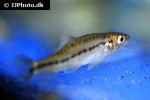 petruichthys brevis petruichthys brevis