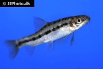 petruichthys brevis petruichthys brevis
