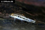 petruichthys brevis petruichthys brevis