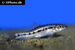 petruichthys brevis petruichthys brevis