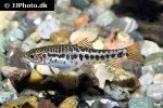 petruichthys brevis petruichthys brevis