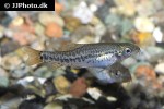 petruichthys brevis petruichthys brevis