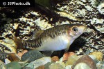 petruichthys brevis petruichthys brevis