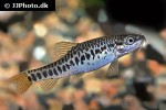 petruichthys species myanmar petruichthys species myanmar