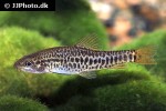 petruichthys species myanmar petruichthys species myanmar