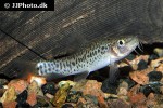 petruichthys species myanmar petruichthys species myanmar