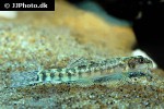 physoschistura tuivaiensis physoschistura tuivaiensis