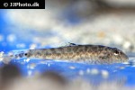 pseudogastromyzon cheni pseudogastromyzon cheni