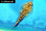 pseudogastromyzon cheni pseudogastromyzon cheni