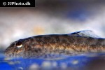 pseudogastromyzon cheni pseudogastromyzon cheni