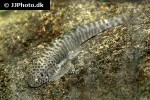 pseudogastromyzon fangi pseudogastromyzon fangi