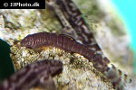 pseudogastromyzon fasciatus pseudogastromyzon fasciatus