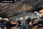 pseudogastromyzon fasciatus pseudogastromyzon fasciatus