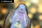pseudogastromyzon fasciatus pseudogastromyzon fasciatus
