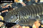 pseudogastromyzon fasciatus pseudogastromyzon fasciatus