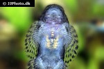 pseudogastromyzon fasciatus pseudogastromyzon fasciatus