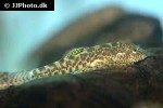 pseudogastromyzon myersi pseudogastromyzon myersi