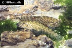pseudogastromyzon myersi pseudogastromyzon myersi