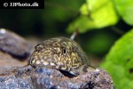 pseudogastromyzon myersi pseudogastromyzon myersi