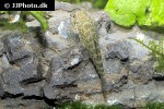 pseudogastromyzon myersi pseudogastromyzon myersi