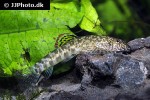 pseudogastromyzon myersi pseudogastromyzon myersi