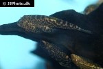 pseudogastromyzon myersi pseudogastromyzon myersi