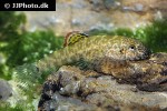 pseudogastromyzon myersi pseudogastromyzon myersi
