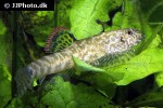 pseudogastromyzon myersi pseudogastromyzon myersi