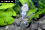 pseudogastromyzon myersi pseudogastromyzon myersi
