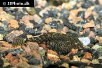 pseudogastromyzon myersi pseudogastromyzon myersi