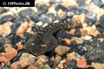 pseudogastromyzon myersi pseudogastromyzon myersi