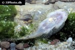 pseudogastromyzon myersi pseudogastromyzon myersi