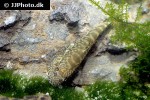 pseudogastromyzon myersi pseudogastromyzon myersi