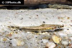 psilorhynchus sucatio psilorhynchus sucatio