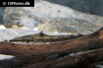 psilorhynchus sucatio psilorhynchus sucatio