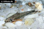 psilorhynchus sucatio psilorhynchus sucatio
