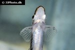 psilorhynchus sucatio psilorhynchus sucatio