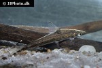 psilorhynchus sucatio psilorhynchus sucatio